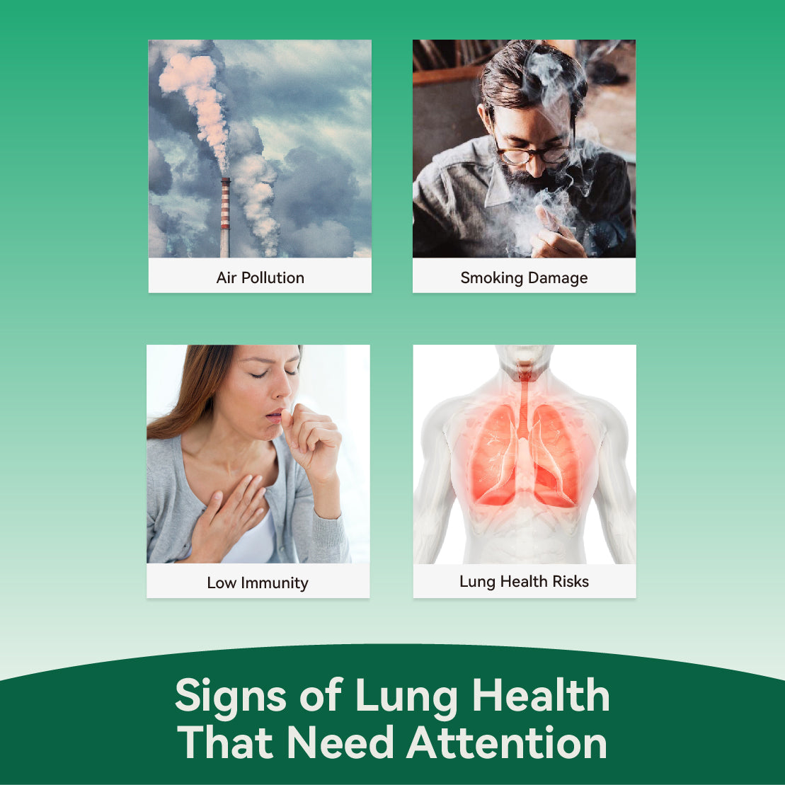 【NXQ】OIL-CLEANSING TEA：Keep Your Lungs Clean